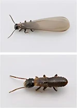 特徴画像