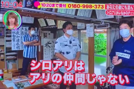 TV画像
